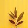 Leaf icon